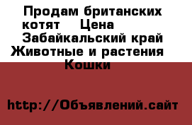 Продам британских котят  › Цена ­ 5 000 - Забайкальский край Животные и растения » Кошки   